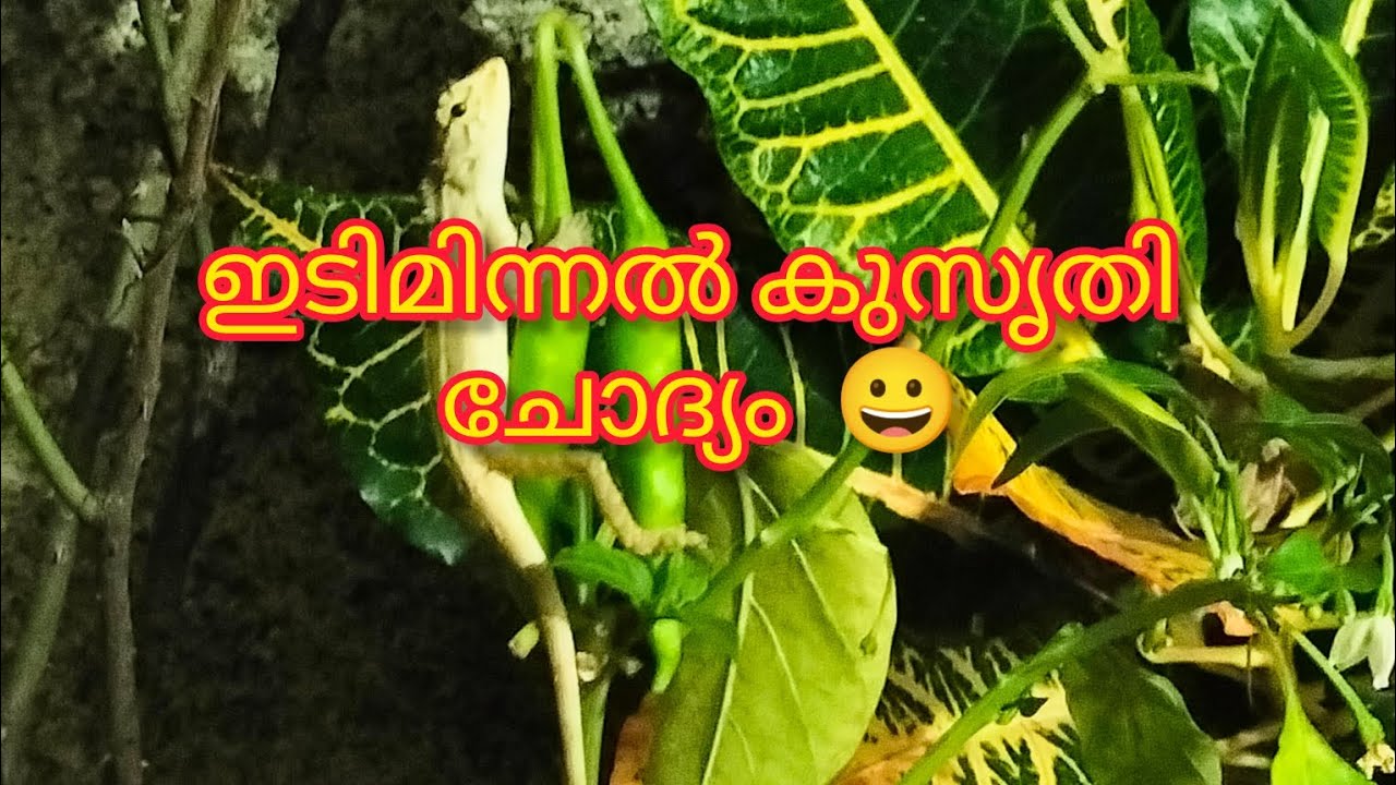 ഇടിമിന്നൽ കുസൃതി ചോദ്യം #malayalamfunnyquestion #answers #malayalamcomedy 