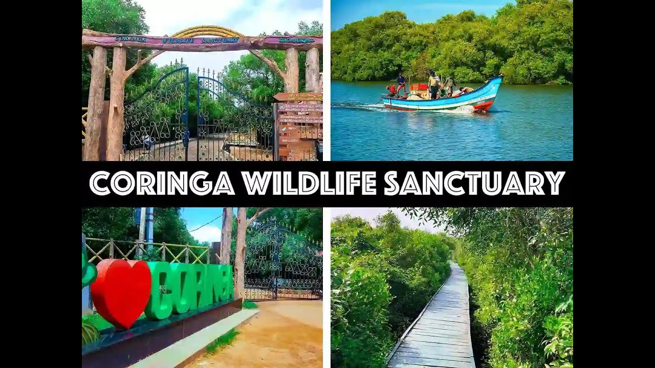 Coringa Wildlife Sanctuary Kakinada | Must Visit Place in Andhra Pradesh 🌿🦜