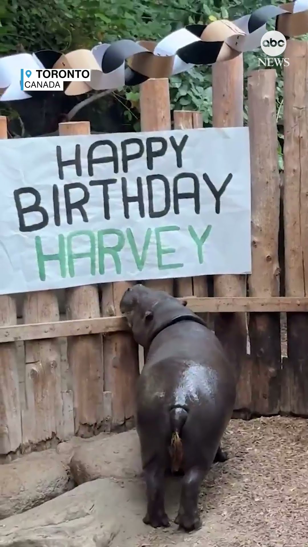 Pygmy hippo celebrates 30th birthday
