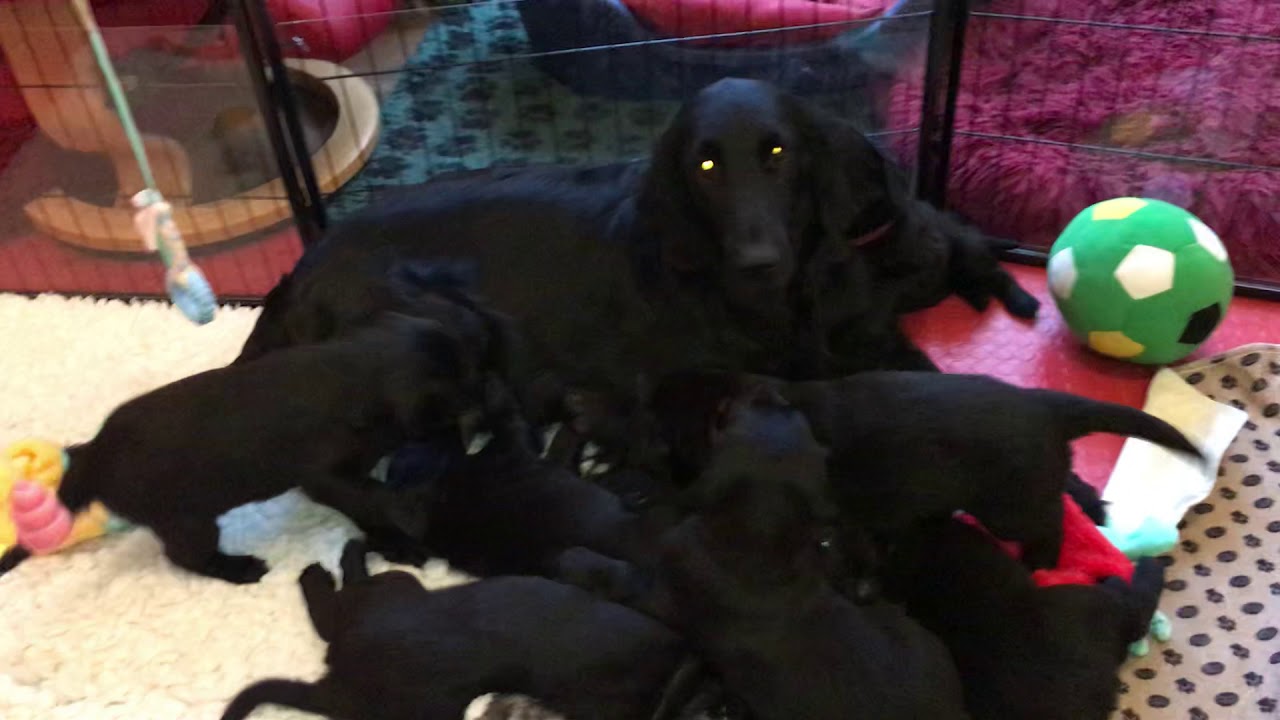 Minty inspecting the puppies new accommodation