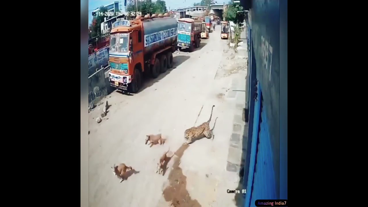 Hyderabad tiger attack  DOG vs TIGER  GALI KA SHER  INDIAN DOG  CCTV