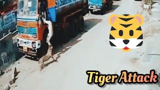 Hyderabad tiger attack || DOG vs TIGER || GALI KA SHER || INDIAN DOG || CCTV🐯🐯🐅