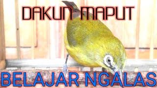 PLECI MAPUT Muria cuma Rp.2500,- ombyokan banyak