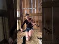 Stay for the baby goats #explorepage #fiddlemusic #babyanimals #animalshorts #animalvideos