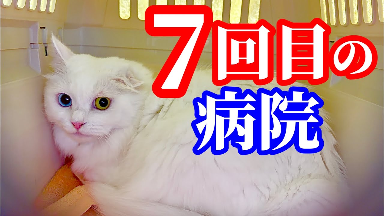 急遽､病院へ