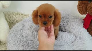 Imported Pedigree Cavalier King Charles Spaniel puppy available!