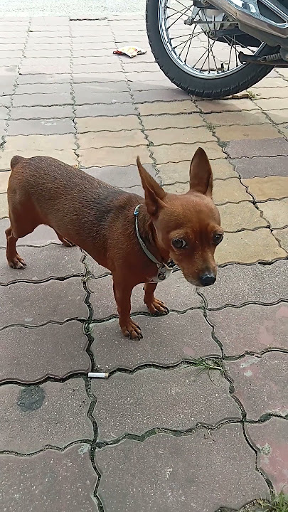 e Nâu lùn trông ngộ nghĩnh #pets #love #cute #animals #shortvideo #dog #dogs #shorts #short #like
