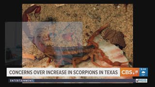 Concerns rising over increase in scorpions in Texas