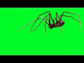 Футаж паук / spider на зелёном фоне - хромакей