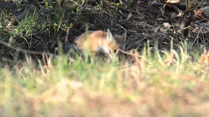 April Fox Kit 2014