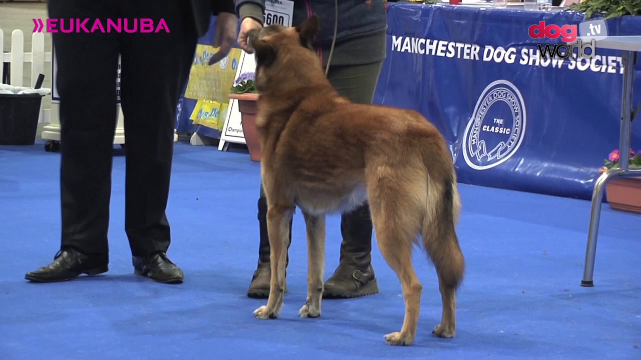 Manchester Dog Show 2017 Pastoral Group FULL YouTube manchester-dog-show-2017-pastoral-group-full-youtube