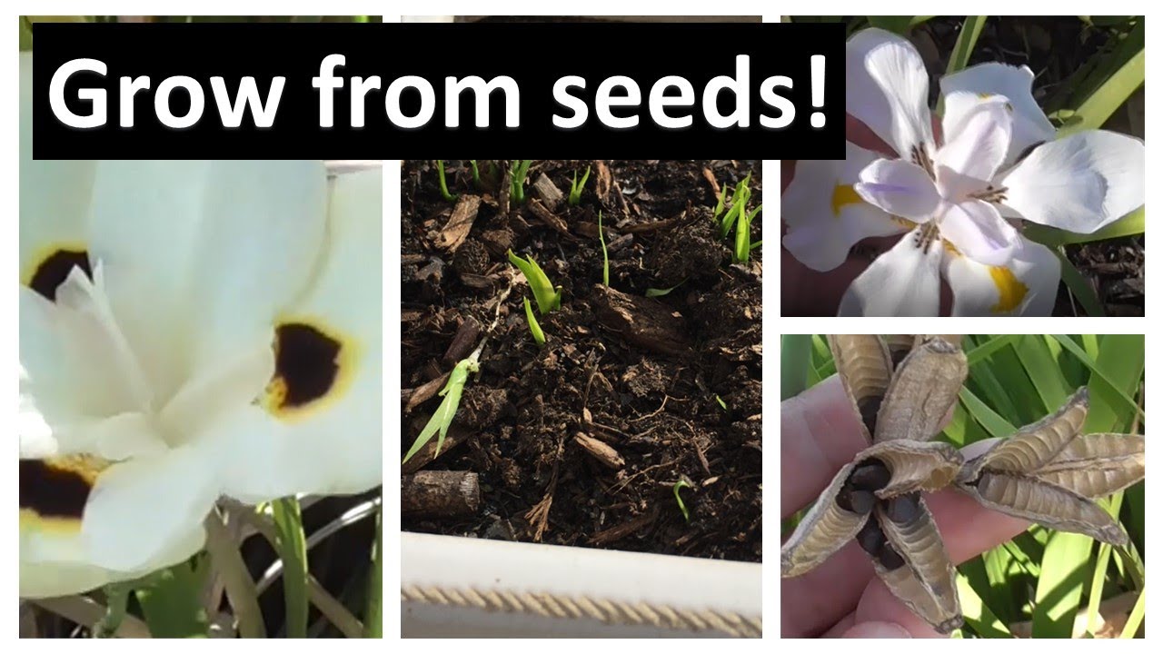 How Do You Grow African Lilies From Seed?