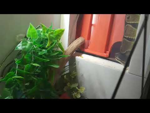 Ball python DIY hide rejected