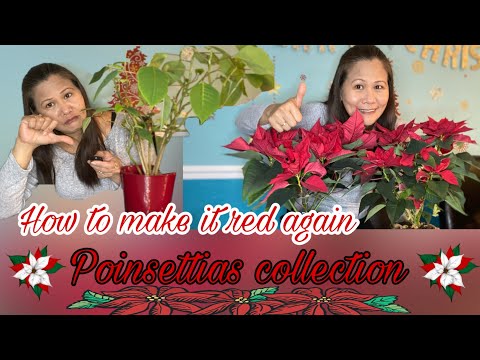 How To Make Landscape Poinsettias Turn Pink Again?