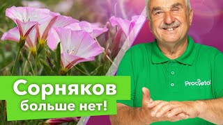 КАК ИЗБАВИТЬСЯ ОТ СОРНЯКОВ НАВСЕГДА? Агроном рассказал, как легко и просто победил сорняки в огороде