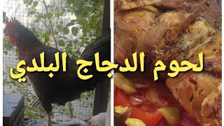 تربية الدجاج البلدي (دجاج العرب) والاستفادة من لحم الذكور ...شوفوا كمية الشحم