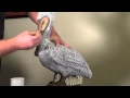 How to make concrete statuary - Detail painting a pelican statue part 2