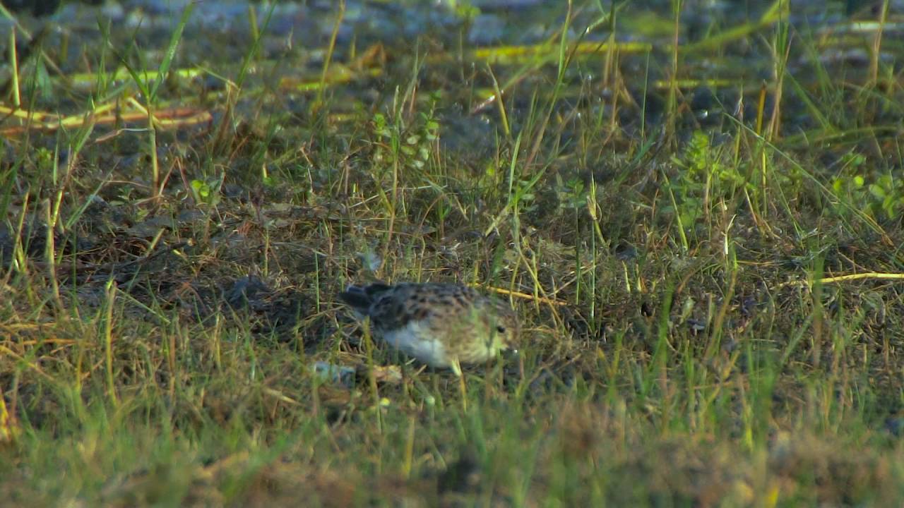 18 01 Least Sandpiper 