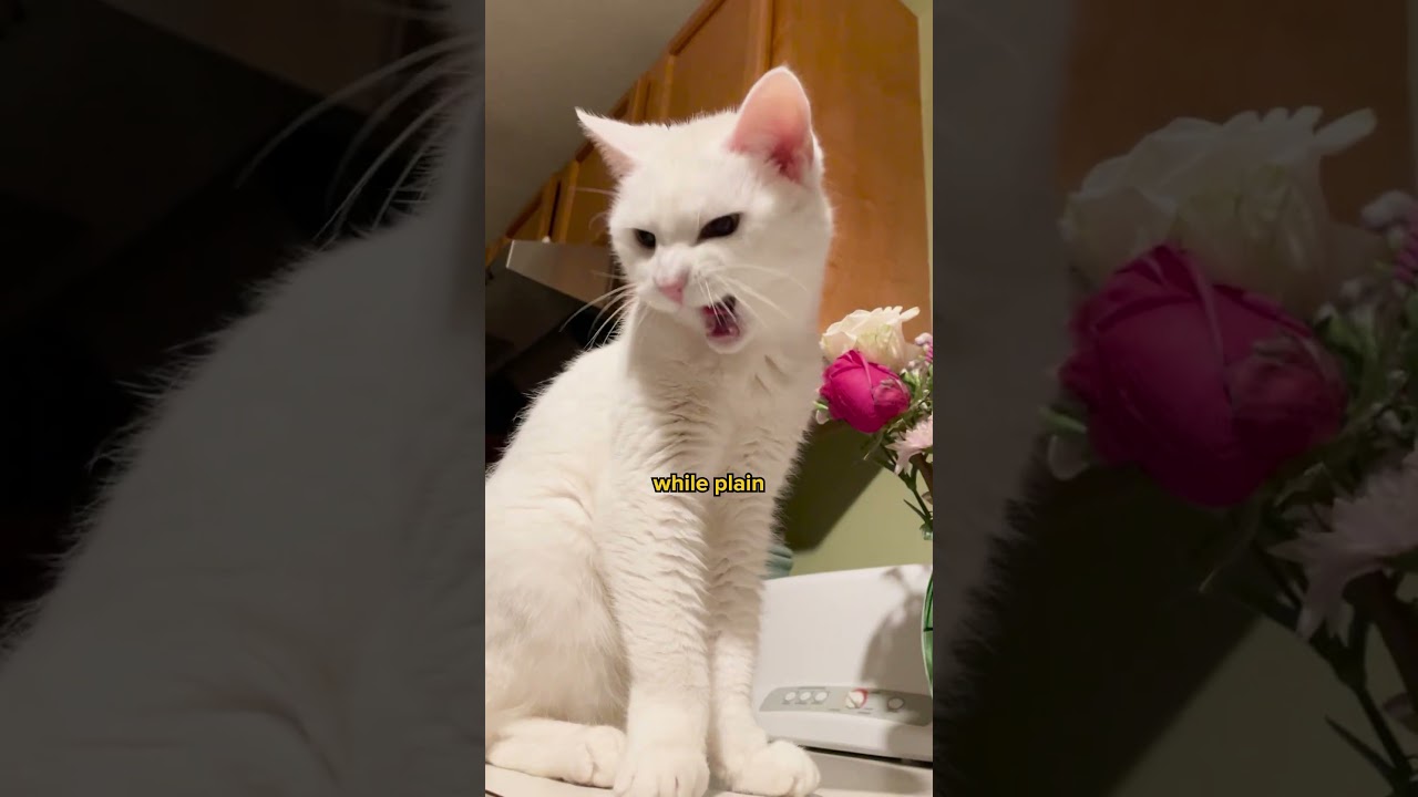 Why white cats always get bullied 😿