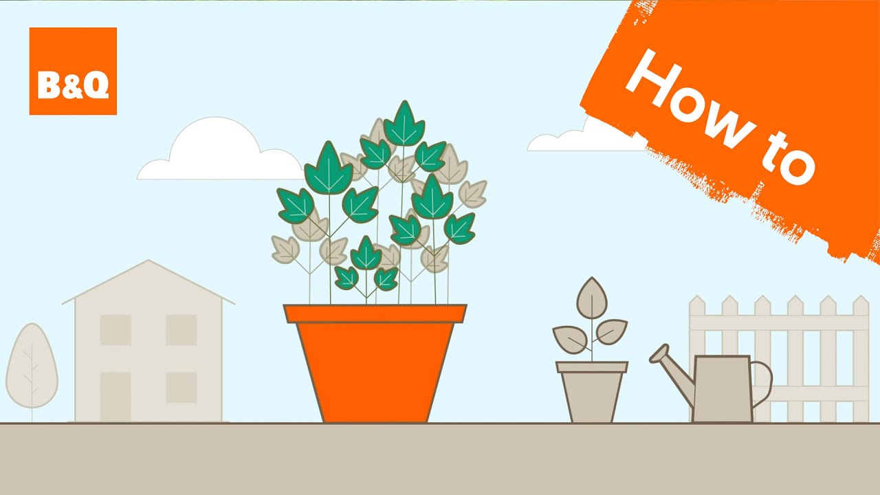 How to grow parsley YouTube