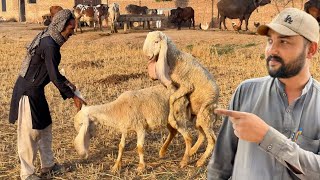 Aaj Hamari Pehli Bhed Cross Ho Gai 🤩