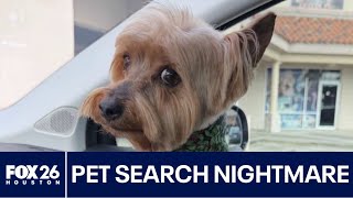 Pet Search Turns Into Scam Nightmare