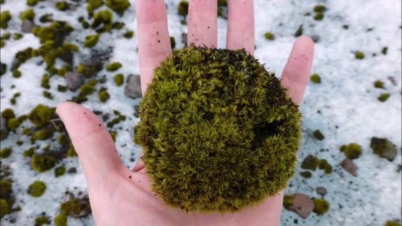 Glacier mice these herds of mossballs roam the ice & we're uncovering