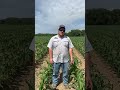 Sweet Corn Benefits from Addition of RootRx