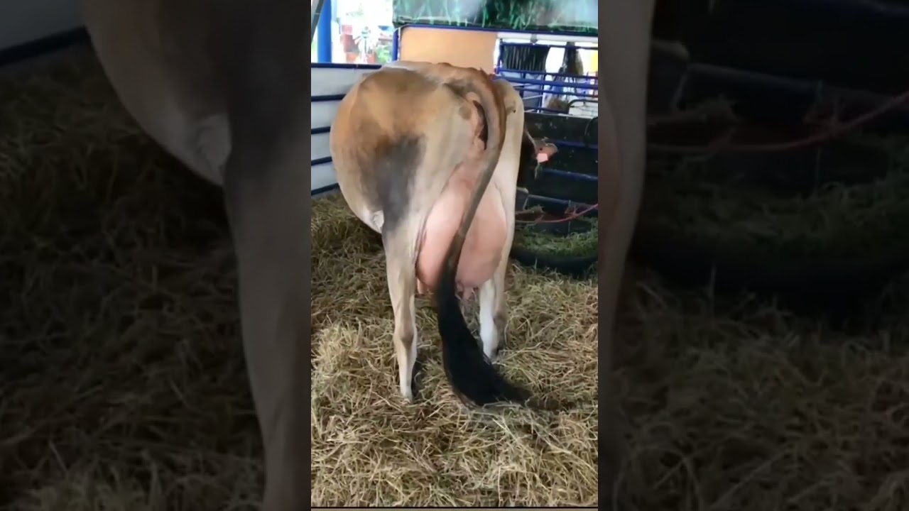 BIGGEST UDDER COW 🐄