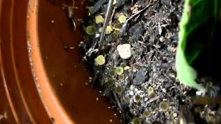 Cup fungus spore release at 200fps