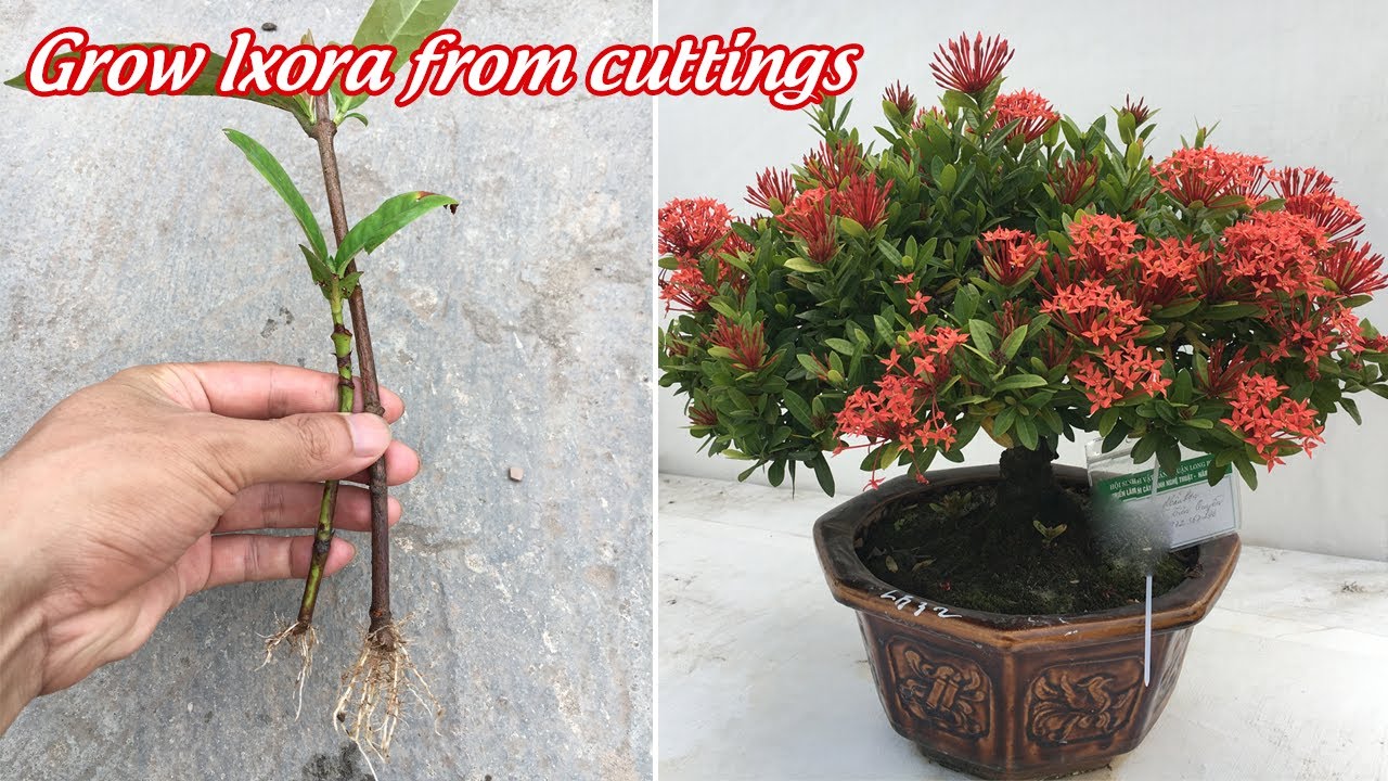 How to grow red ixora by cuttings growing ixora in pot YouTube