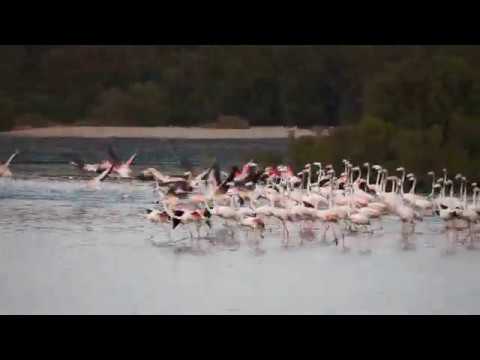 The Flight of the Flamingos – Ras Al Khor Wildlife Sanctuary Dubai