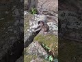 #Shorts #YouTubeShorts #ViralShorts #TrendingShorts #CuteAnimals #AnimalShorts #FunnyAnimals #CuteA