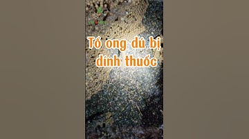 Cận cảnh tổ ong dú bị dính thuốc - Chết hết nguyên tổ #ongduvisionbee  #visionbee #ongdu