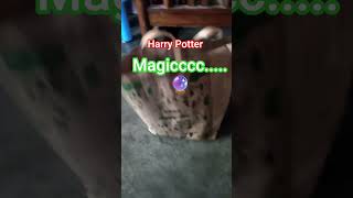 #funnyvideo#harryporter#magic#viral #love
