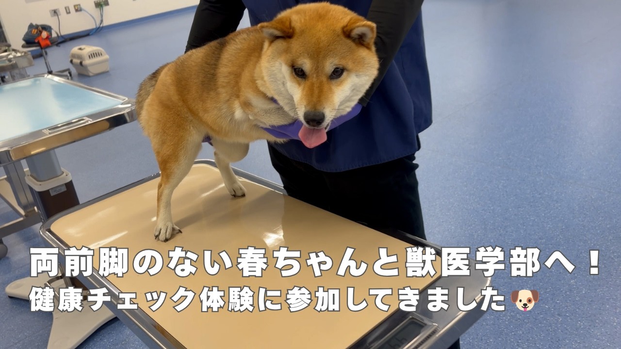 ふくちゃんページ Taking Haru-chan, Who Was Born Without Front Legs, to Veterinary
