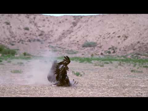 Golden Eagle Stooping on Rabbit