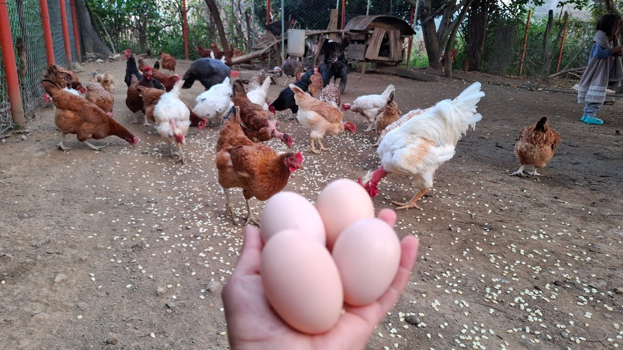 👉Cuantos huevos recojo al día, teniendo 70 gallinas❓️