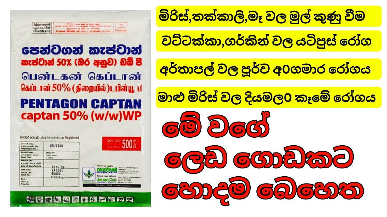 කැප්ටාන් දිලීර නාෂකය හරියට පාවිච්චි කරන විදිහ, ලෙඩ ගොඩකට හරියන හොදම බෙහෙත /how to use captan