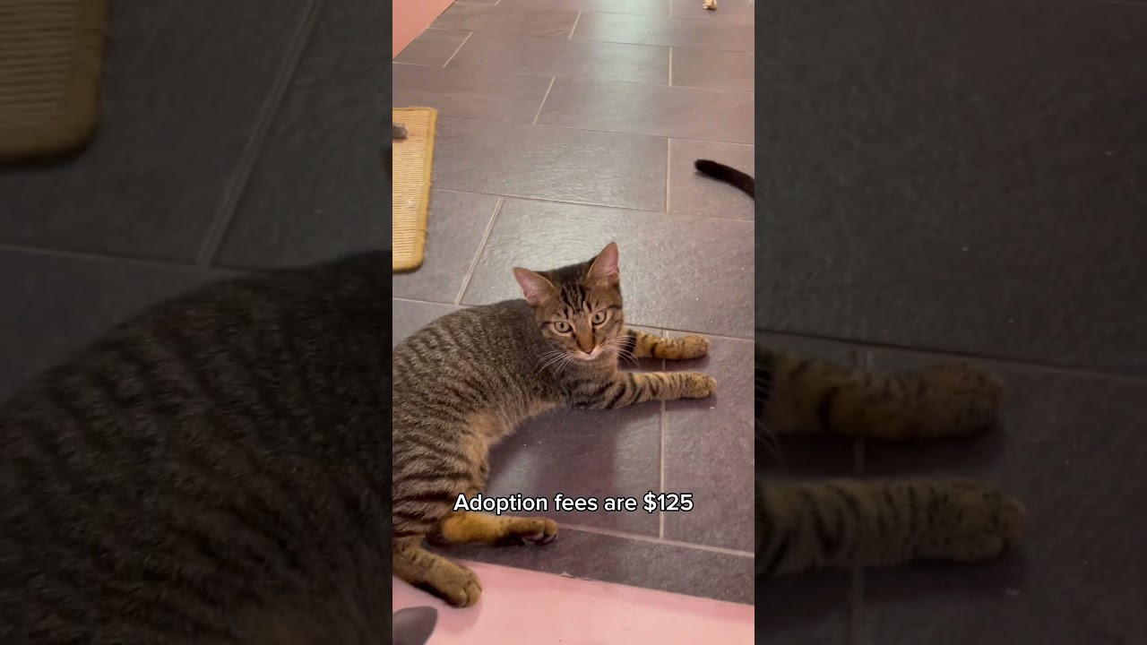 Things to do in Tampa Bay: Cats & Caffeine - Tampa’s First Cat Cafe Lounge 