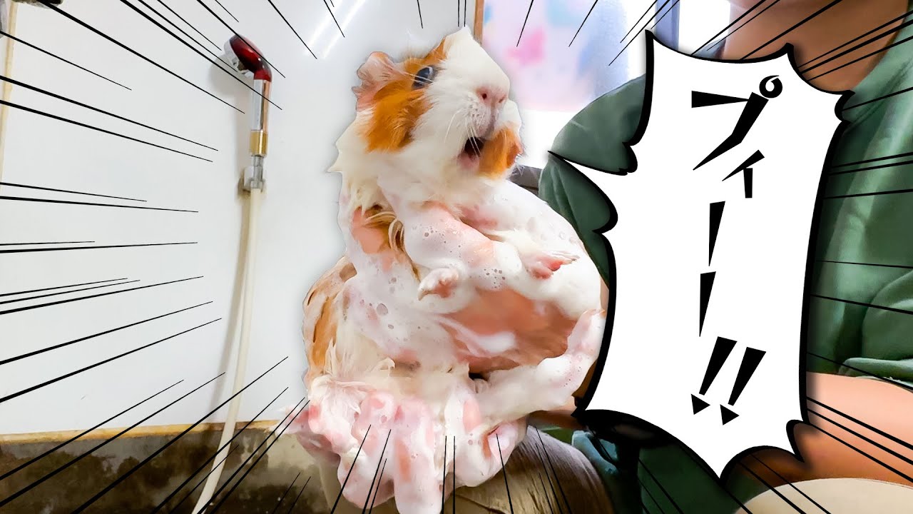 ビビリなモルモットがシャンプーでプイプイ大騒ぎwwww