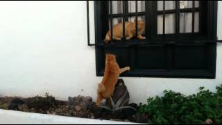 Ruby Cat picks a fight with Ginger Tom Fiorello