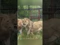 The man who defeated the lion with slippers #foryou #tiktok... #Shorts #osmundo0716