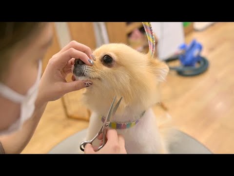 ポメラニアンから転生したら豆柴のぬいぐるみだった件…笑