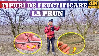 Taierea La Cep La Samburoase În Funcție De Specie Și Tipul De Fructificare