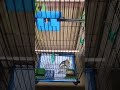 Bingo has a new cage🦜 #cockatiel #tiel #birds #parrot