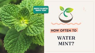  Gardening 101 How Often To Water Mint For Lush Growth