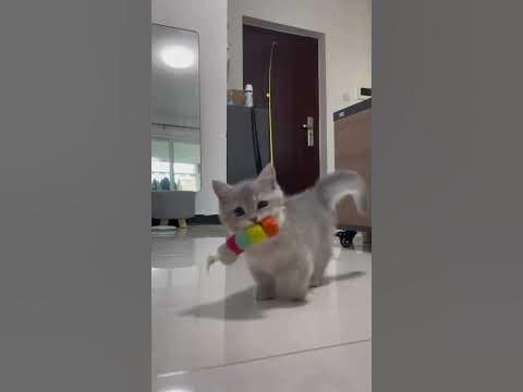 милый котёнок 🐱 - YouTube