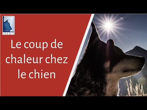 Vidéo: Sécurité Estivale: Conseils Du Vétérinaire Pour Prévenir Les Coups De Chaleur Chez Les Chiens