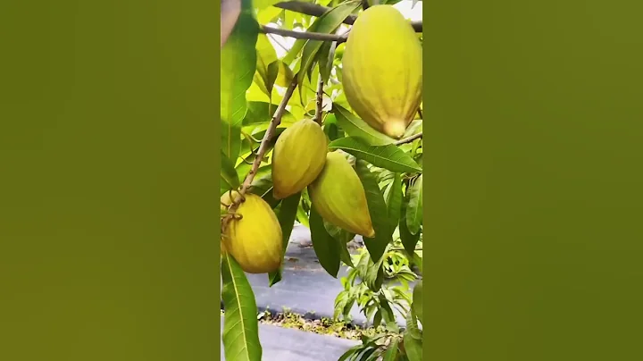 Egg yolk Fruit  Do You Know This Fruit? #satisfying #short - DayDayNews